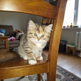 Siberian kitten limited spots